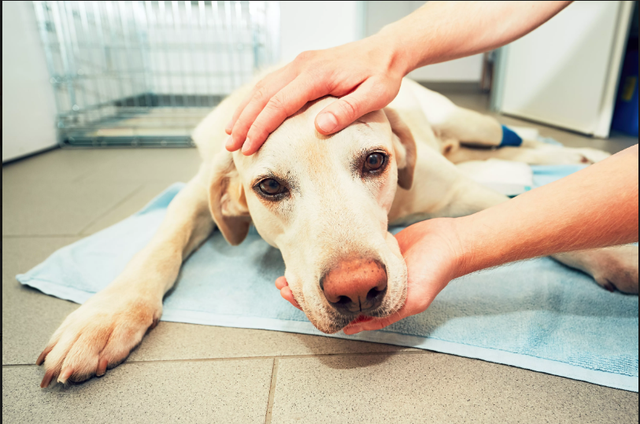 常见的4种人畜疾病，不做好狗狗日常护理，疾病可能会传染给主人