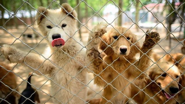 一年吃掉400万只狗，肉狗走私屡禁不止，越南人为何如此爱吃狗？