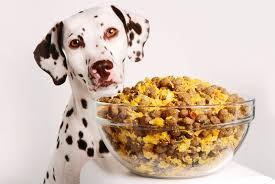 自己给狗狗制作美味膳食，满屏幕都能感受到主人对狗子的爱