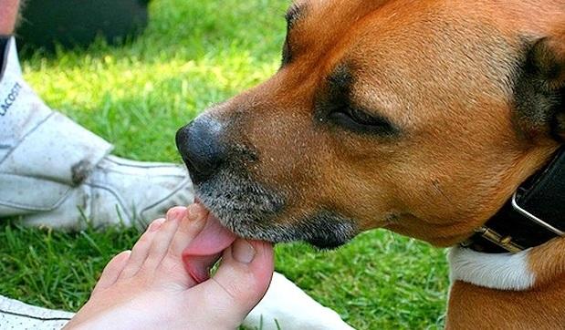 狗狗总是喜欢舔主人的脚丫？是因为脚丫好吃？它只是在表达爱意