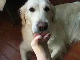 狗狗总是喜欢舔主人的脚丫？是因为脚丫好吃？它只是在表达爱意