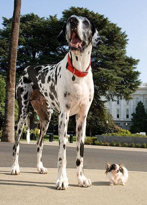 狗狗10个月大还是小奶狗？其实它已是成年汪啦！狗狗的年龄怎么算
