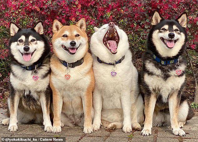 香港四只狗狗拍合影，小柴犬总是搞怪很可爱，登上英国报纸