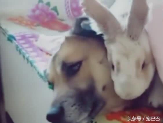 兔子抱狗狗睡在被窝，像一对小情侣，在主人前面撒秀恩爱！