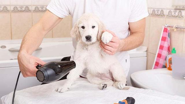 做个小调查：养了狗以后，你多久时间搞一次家里的卫生？