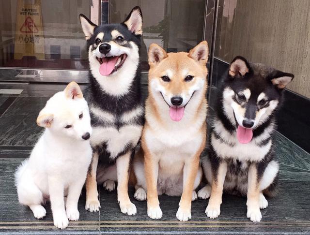 香港四只狗狗拍合影，小柴犬总是搞怪很可爱，登上英国报纸