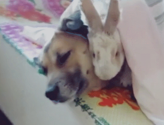 兔子抱狗狗睡在被窝，像一对小情侣，在主人前面撒秀恩爱！