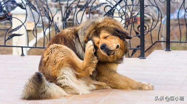 细说狗狗三种过敏源，专家教你破解之法，有一种过敏几乎没救