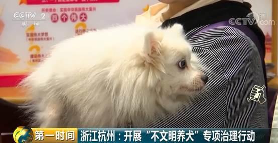 “最严养犬令”实施！在杭州养狗，这些“雷区”你清楚吗？
