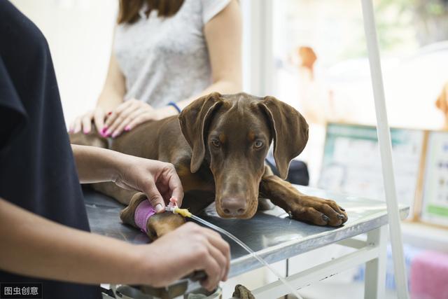 犬单克隆抗体和干扰素你给狗狗用了多长时间？超7天没有任何意义