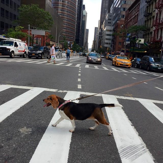 城市里大狗比较难养，没地方尽情跑，养大狗要注意什么？