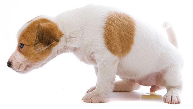 狗狗不停的舔自己的生殖器官，是什么原因？有可能是患了尿路感染