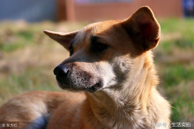 在农村最受欢迎的五种狗狗，丢在家里都能养活，其中有“黑金毛”