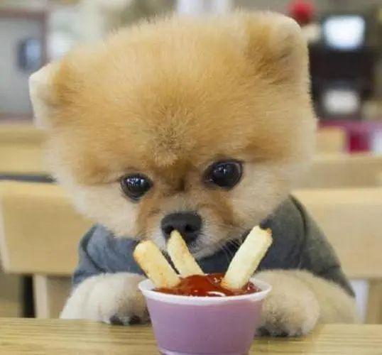 幼小可爱的博美犬，如何给它提供最佳营养？