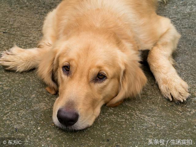 在农村最受欢迎的五种狗狗，丢在家里都能养活，其中有“黑金毛”