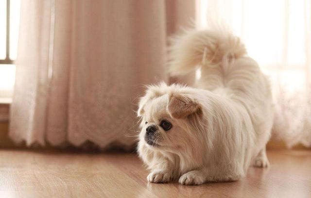 中国名犬——京巴犬，为什么这么少人养？