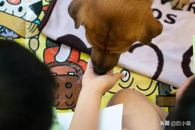 香港研究表明，小学生养狗有好处，可以调节情绪抗抑郁