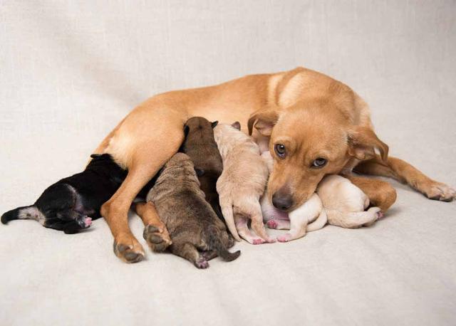 六种需要剖腹产的狗狗，如果主人没有做好准备，最好不要它们怀孕