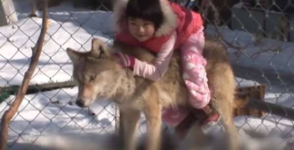 把狼当狗养图片-女孩把狼当狗养，每天都要骑狼兜风，狼和人真能和平相处吗？