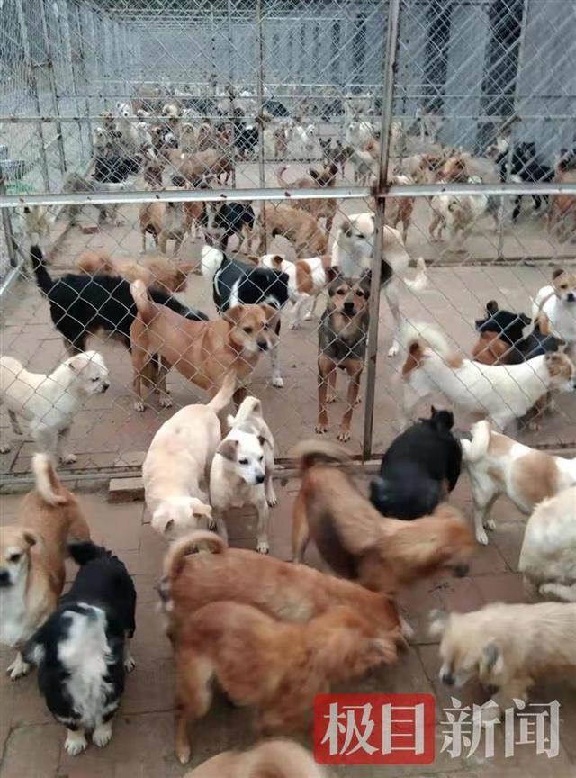甘肃一女子收养800多只流浪狗，每天花费七八百元，已坚持11年