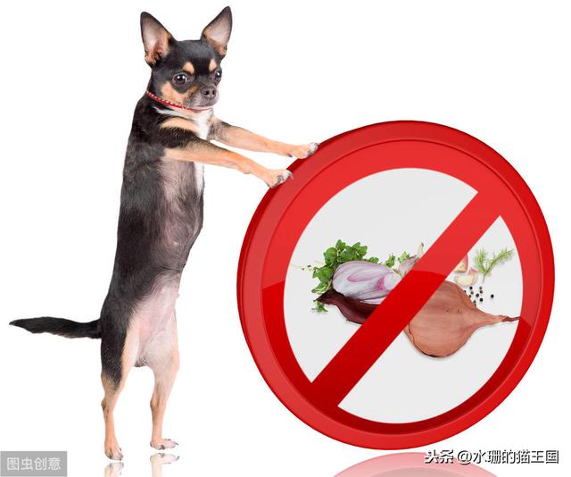 都知道猫狗不能吃生洋葱！那么煮熟的洋葱还是导致猫狗中毒吗？