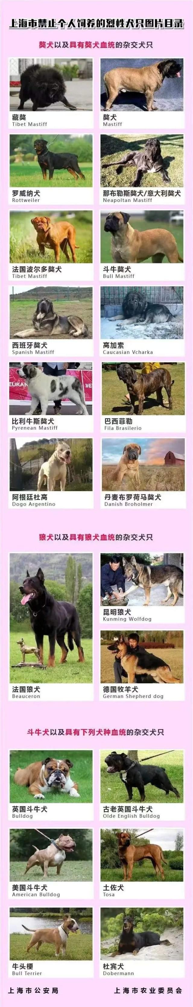 一文看懂：在上海，哪些狗不能养？养狗要注意什么？
