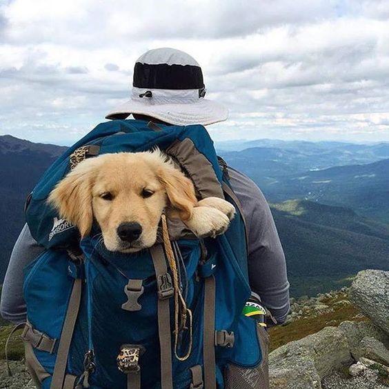 与狗狗一起旅行，注意这4个点，你们的旅途会更开心！