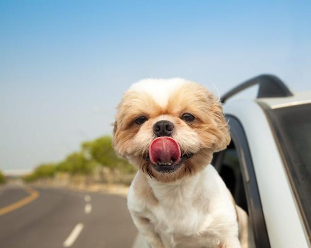 与狗狗一起旅行，注意这4个点，你们的旅途会更开心！