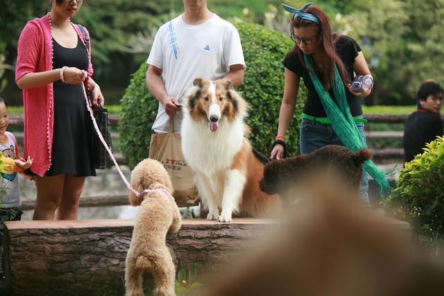这6种狗在小区很受欢迎，绝对是“明星犬种”，超常见