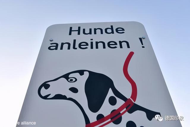 在德国养狗，规矩多多
