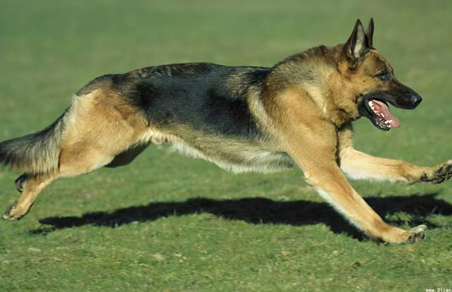 “战斗民族”俄罗斯人都喜欢的7大狗狗，忠诚又勇敢