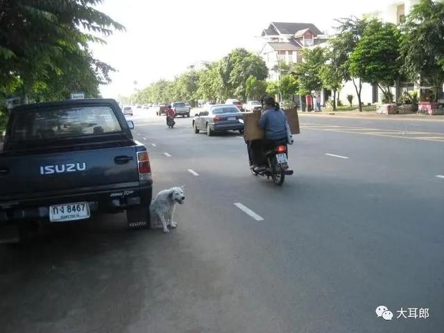孙德喜丨温和而有趣的泰国狗