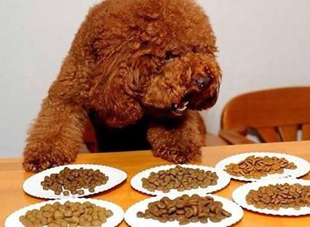 辟谣：吃剩饭也能养活，狗还比人娇贵？一篇文章告诉你狗该怎么吃