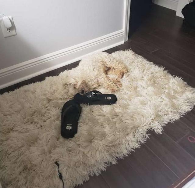 小白狗躺在新地毯上秒“隐形”，主人差点踩到它，你们认出了吗