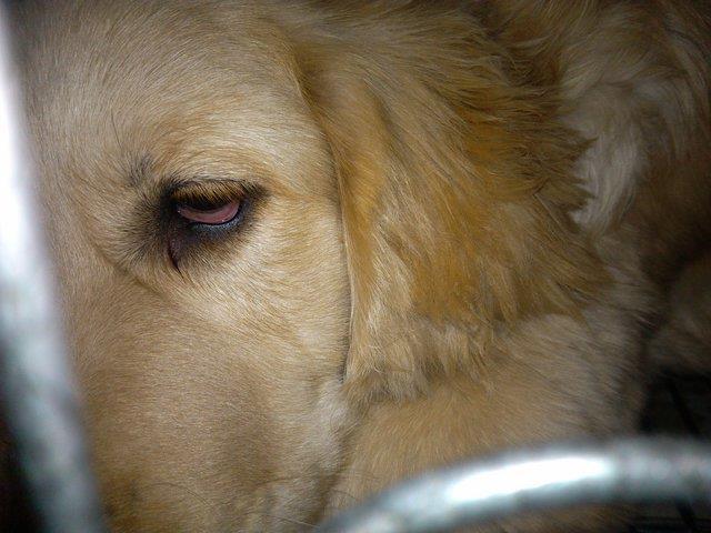 狗狗常见7种眼疾，主人不注意，以后都看不到狗水汪汪的眼睛