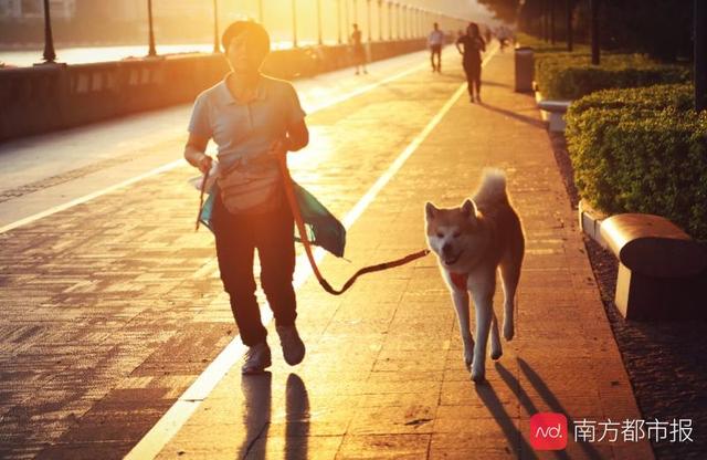 广州将改养犬条例，超8成受访者支持将违法养犬者纳入信用黑名单