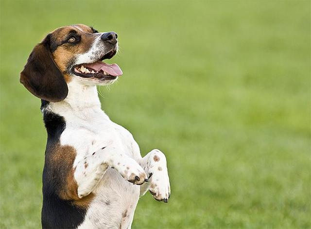 最适合新手养的6种狗狗，让你养得省心又愉快