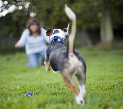掌握这5种训练技巧，即使在户外，狗狗照样可以随叫随到
