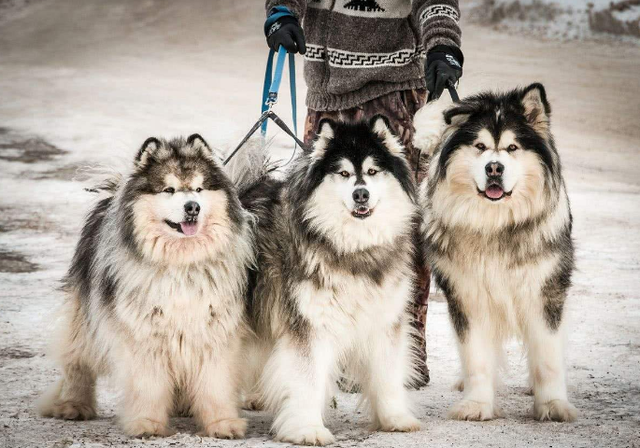 耐寒的6种狗狗，不要给它们穿厚衣服，束缚它们