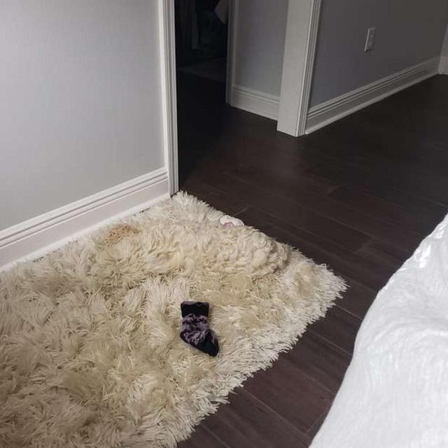 小白狗躺在新地毯上秒“隐形”，主人差点踩到它，你们认出了吗