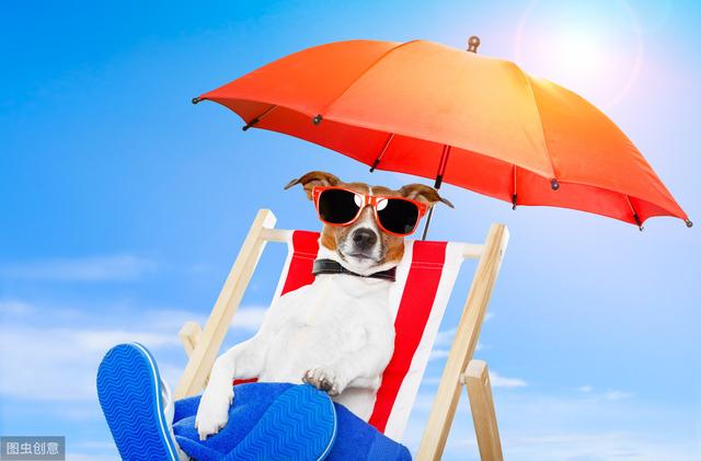 狗狗如何度过炎热的夏天？主人这2个消暑方法，不要用在狗狗身上